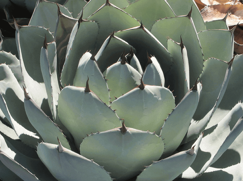botanical】Agave / parryi var. truncata | CAMP MANIA PRODUCTS