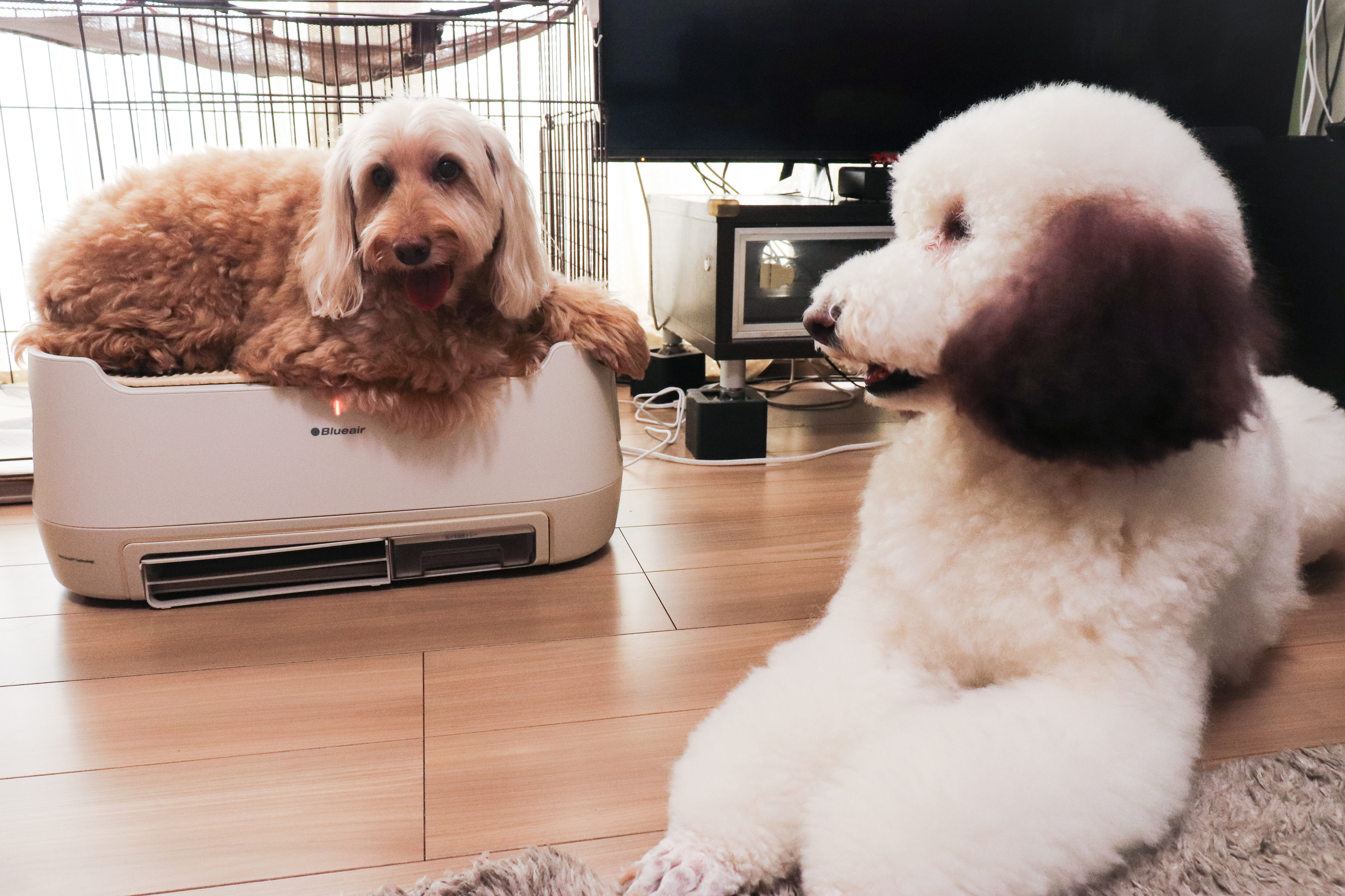 抜け毛もニオイも