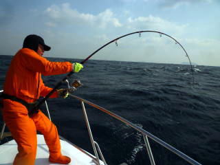 ブルー チェイサー BLC