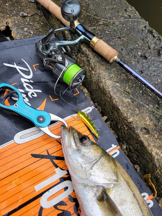 ワールドシャウラリミテッド2701FF-3 エクステンションバットBG セット