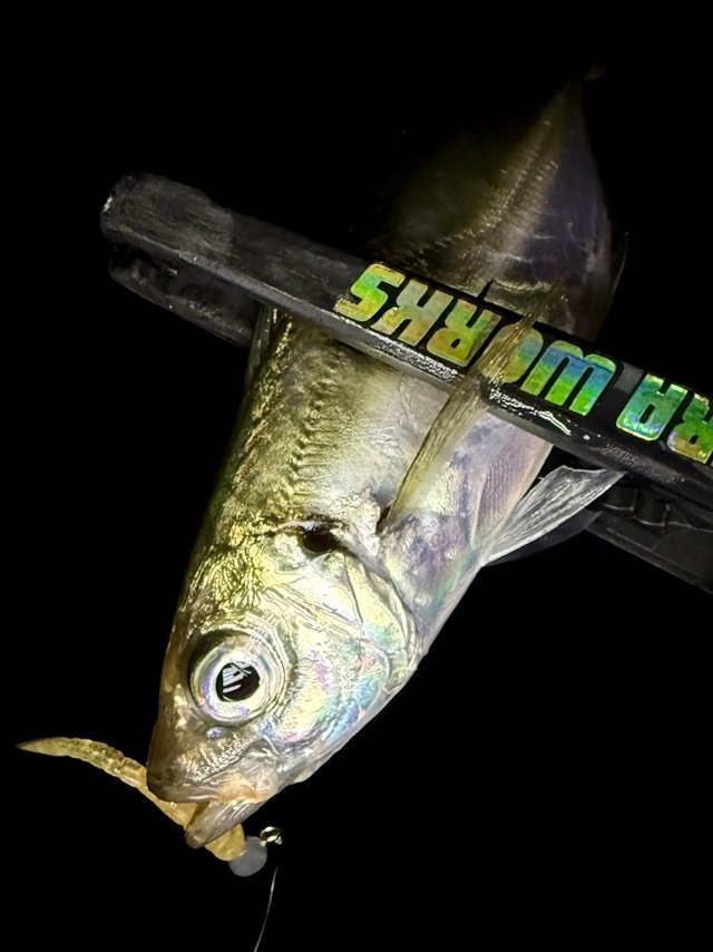 ダイワ スピニングリール 24ルビアス ST SF2000SS-H【即日発送】(ST