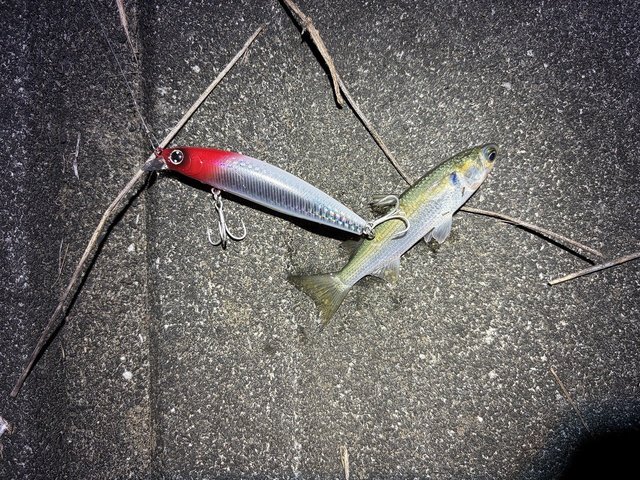 ヤマガブランクス アーリー 93M for Seabass ※店頭受け取り/店舗で決済