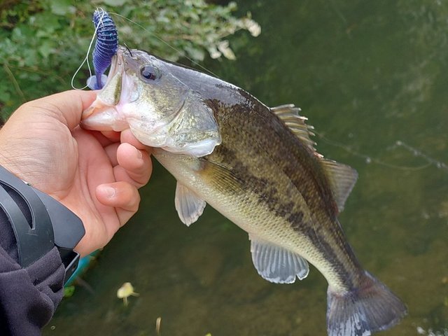 ダイワ ブラックレーベル BLX トラベル S66L-5 バーサタイルスペシャル