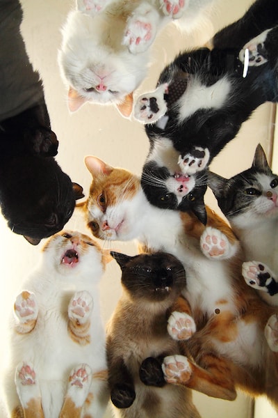 猫のタマタマ(にゃんたま)の写真家・芳澤ルミ子氏の新刊「ネコの裏側