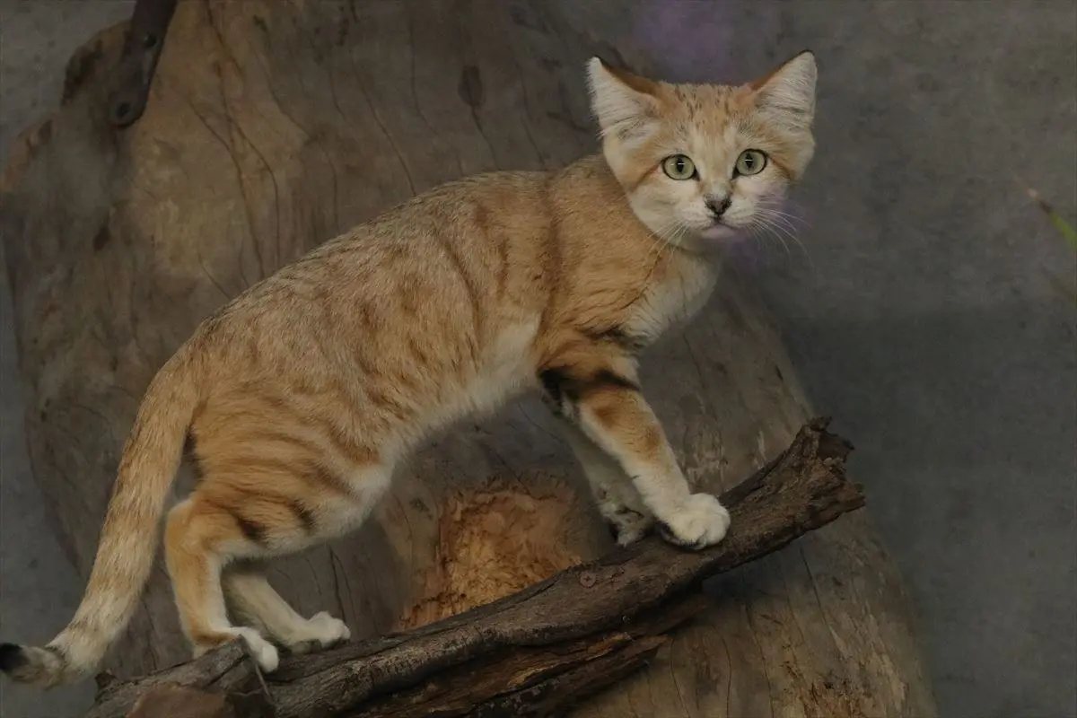 世界最小級の野生ネコ「スナネコ」の赤ちゃんが一挙に4頭も誕生！全員