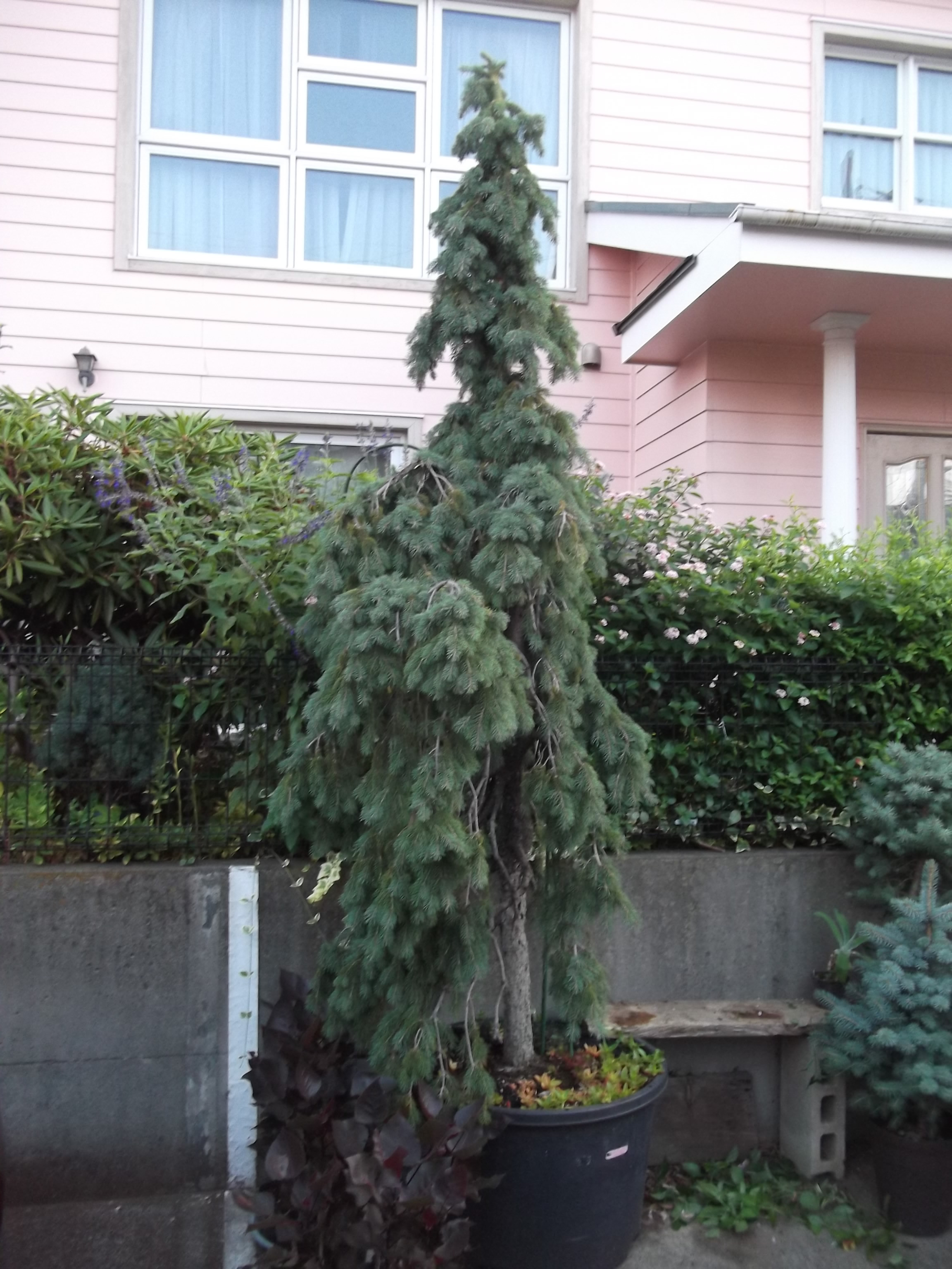 カナダトウヒ　ペンデュラ カナダトウヒ「ペンデュラ 」 | dukeのコニファー&陶芸ブログ