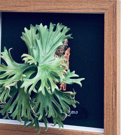 台湾 革製 P.willinckii Makigumo 巻き雲ビカクシダの額縁_ギフト