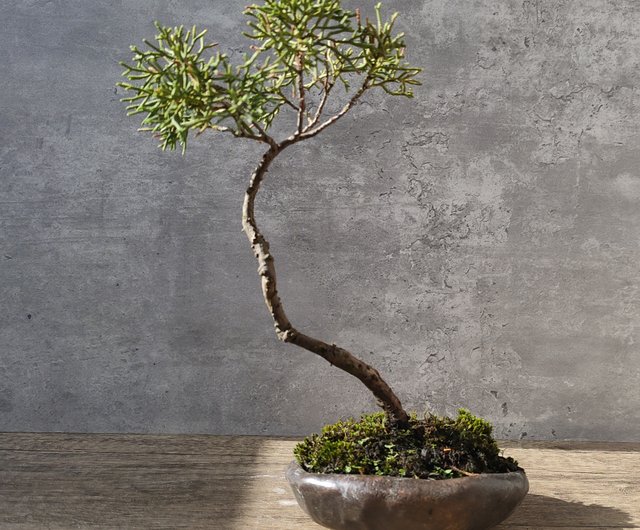 小口の銅貨円筒 紫砂の鉢 盆栽鉢 植木鉢 小品盆栽鉢 大品盆栽