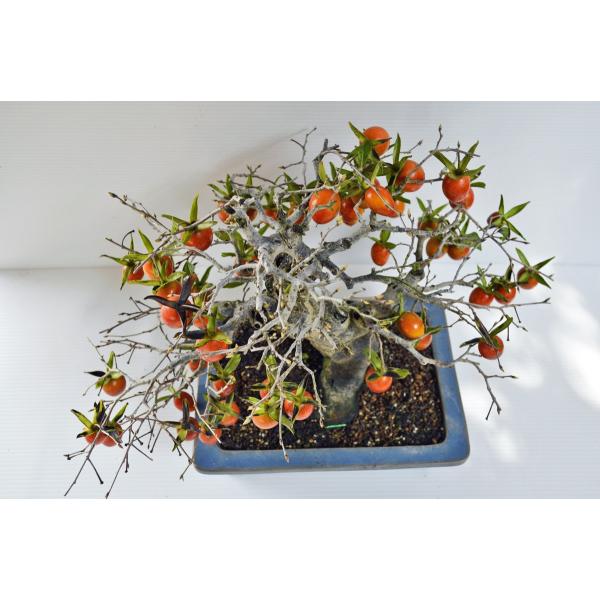 店長お宝 究極 極上 ロウヤ柿 盆栽 中品 極太 展覧会出品済 極上高級鉢