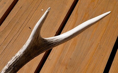 福島町産 エゾシカの角（中サイズ） FKB007 | 北海道福島町 | ふるさと