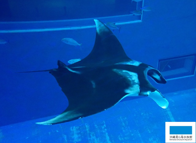 世界マンタデー】 | 美ら海だより | 沖縄美ら海水族館 - 沖縄の美ら海