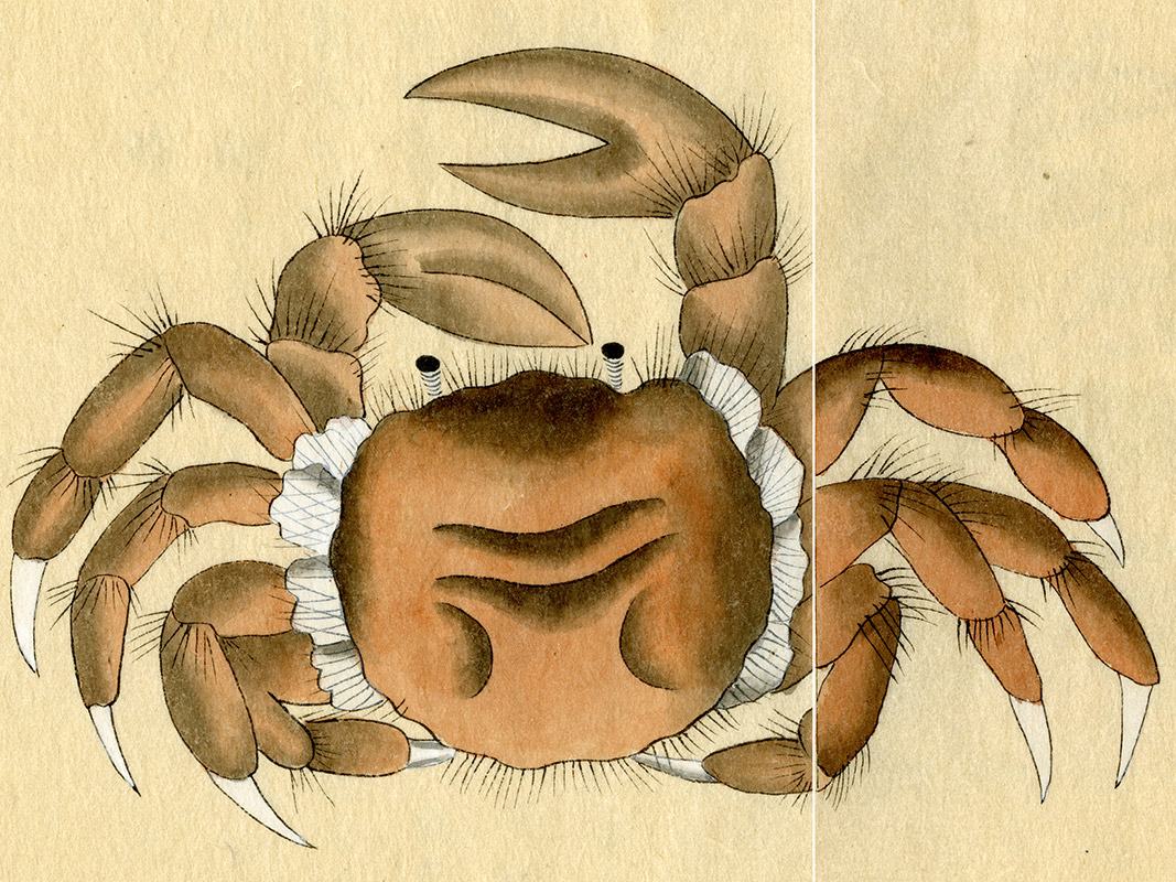 竹ニ蟹図柄 根付 江戸時代 日本本州鹿角製 竹ニ蟹図柄 根付 江戸時代