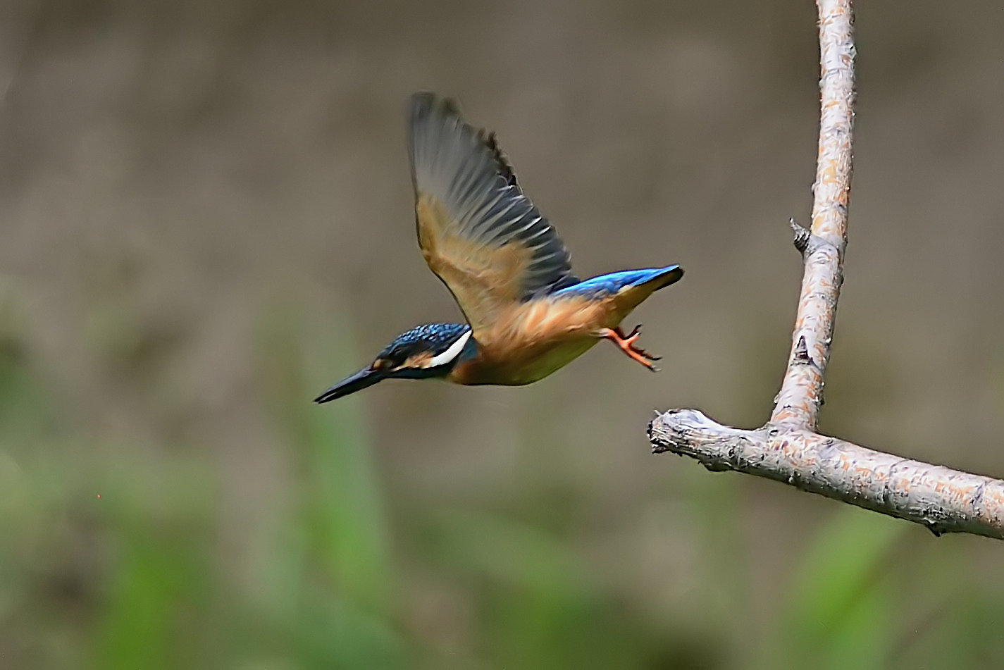 カワセミの写真