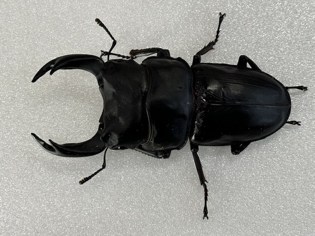 特大血統~ 能勢産オオクワガタ(能勢YG)♂75~86㎜upペア/♀単 2025年