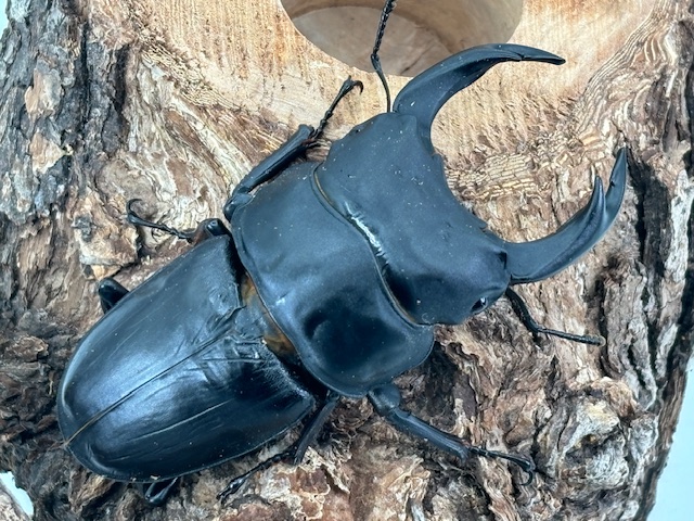 特大血統~ 能勢産オオクワガタ(能勢YG)♂75~86㎜upペア/♀単 2025年