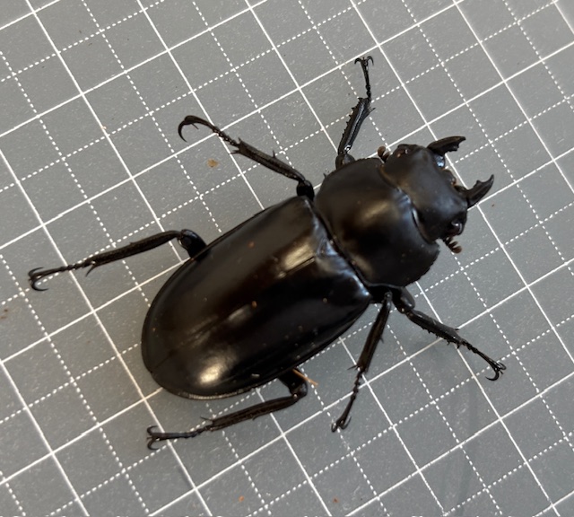 ミャンマー便! ウエストウッディオオシカ(カズミアエ)WD♂74mm♀38mm