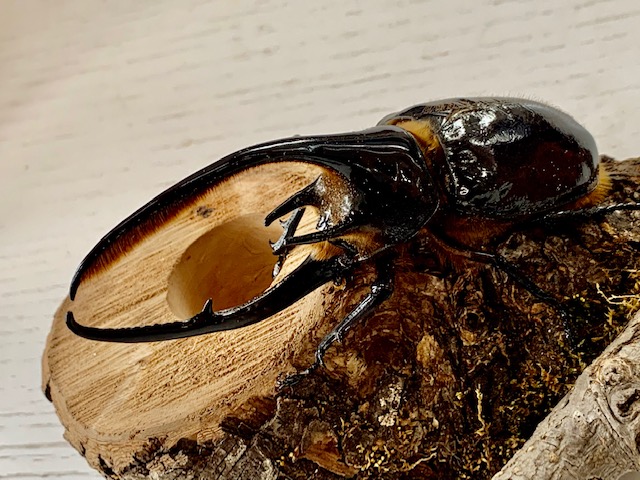 超人気種! ♂単/ネプチューンオオカブト大型♂単110～140mmUP