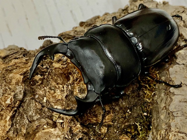 インドアンタエウス(ガントク産) ♂65～特大87mmUPペア ヒマラヤ系