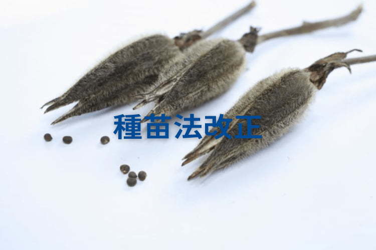 誤解の多い「自家増殖（自家採種を含む）の原則禁止」の意義と反対の