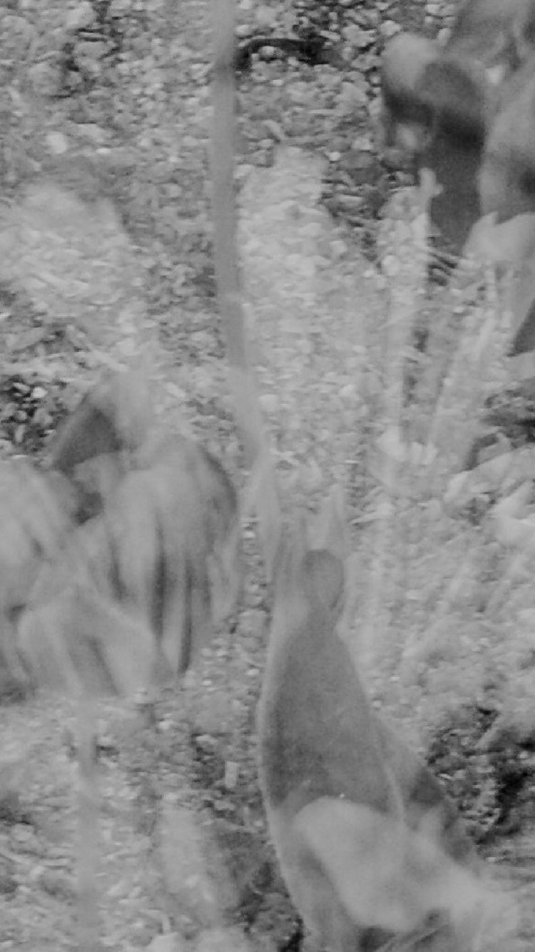 61705 Floral Floral | Diffar_Fragrance Hair Oil | ディファー_