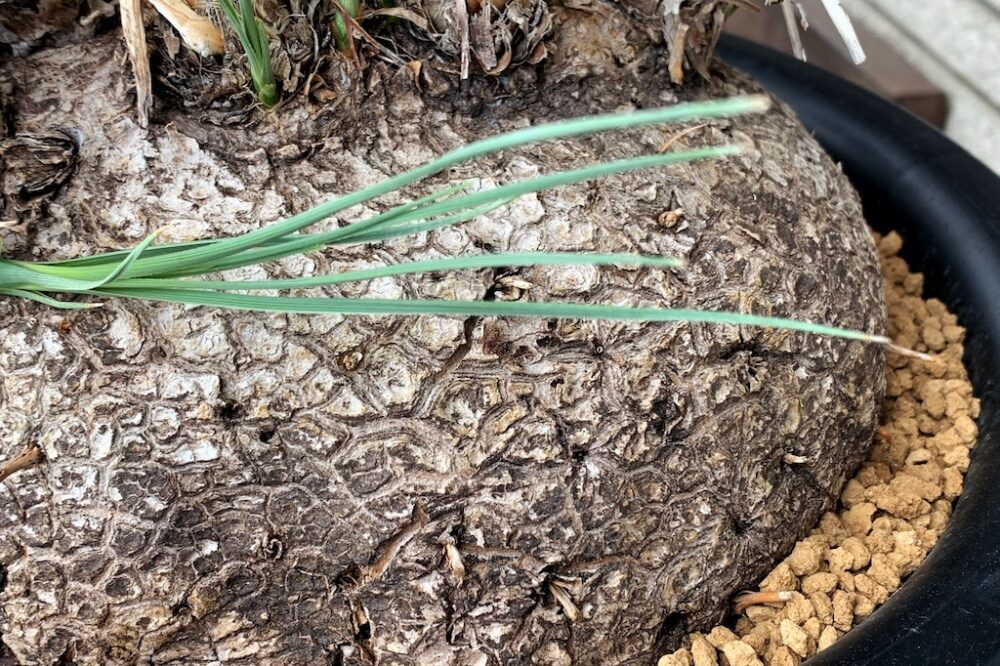 古木好きにもオススメ、メキシコ原産の稀少な強健種「カリバナス