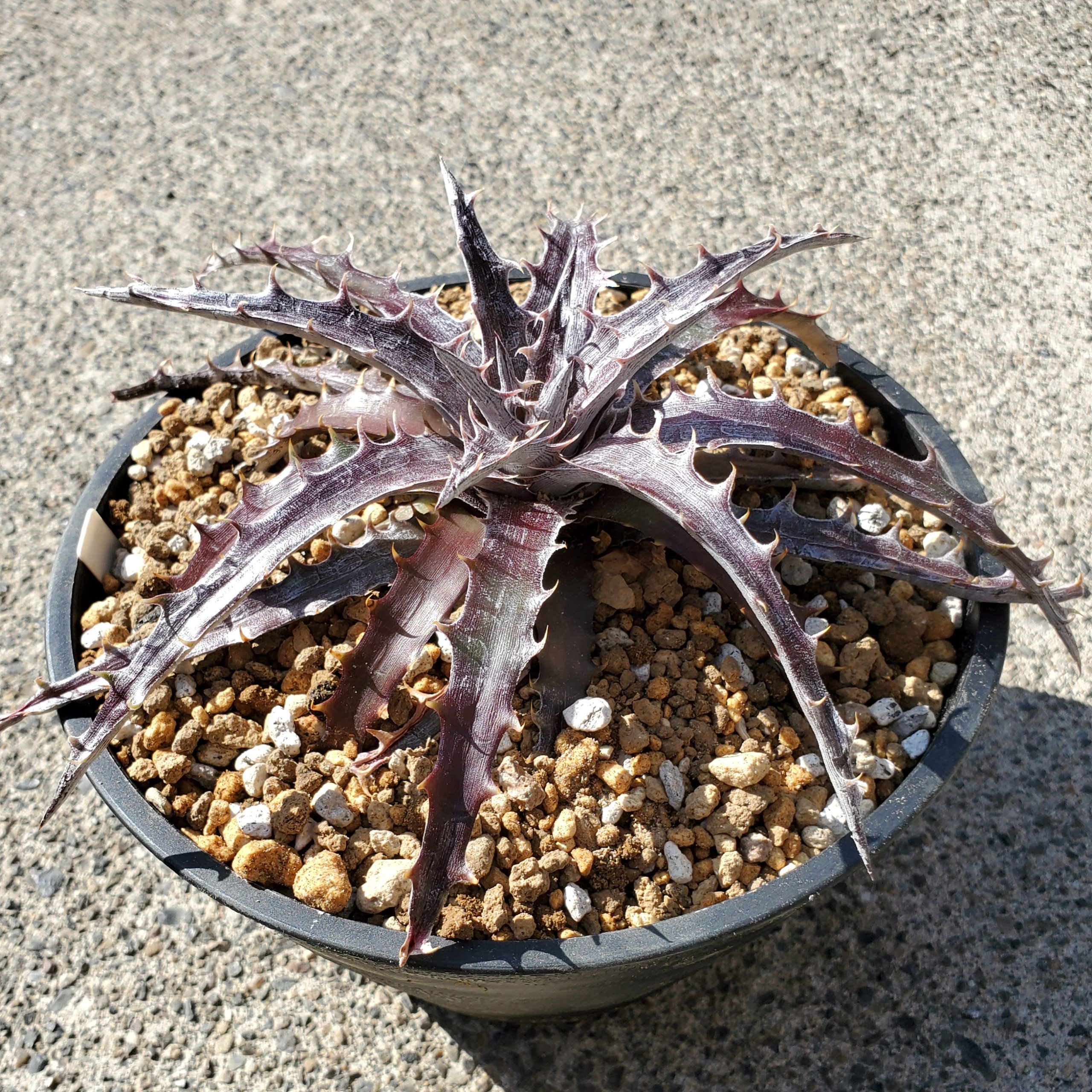 ディッキア・バトルハチェット：Dyckia 'Battle Hatchet' | Dyckia Maniax