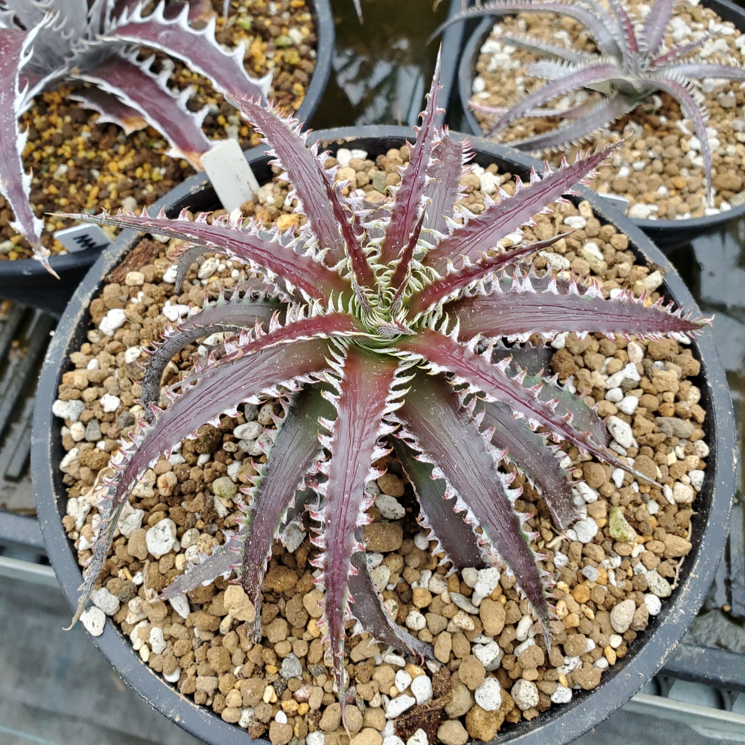 ディッキア：Dyckia dawsonii Hybrid 'Purple Silver' x 'Big Boy