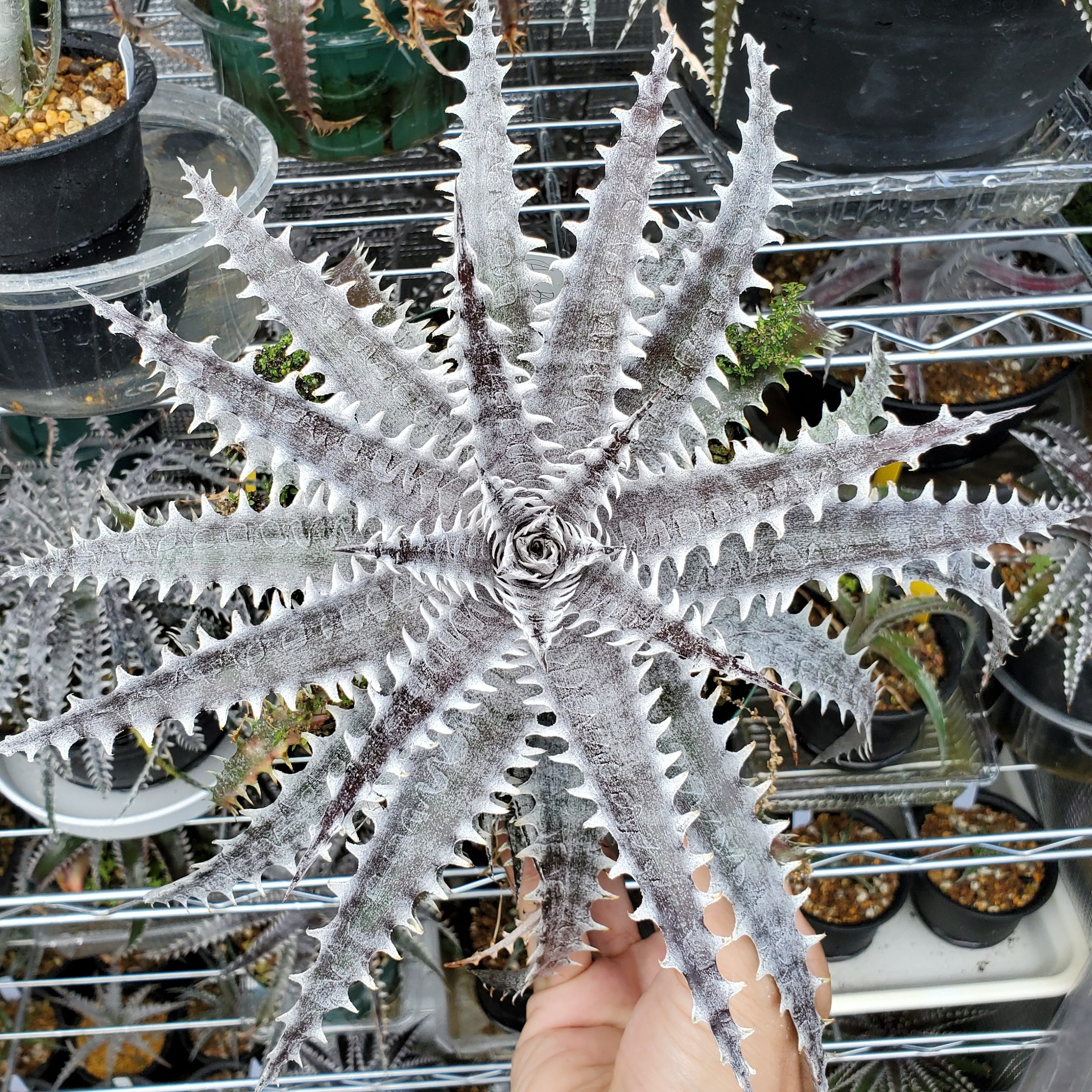 ディッキア：Dyckia ('Arizona' x 'Brittle Star' F2) x goehringii