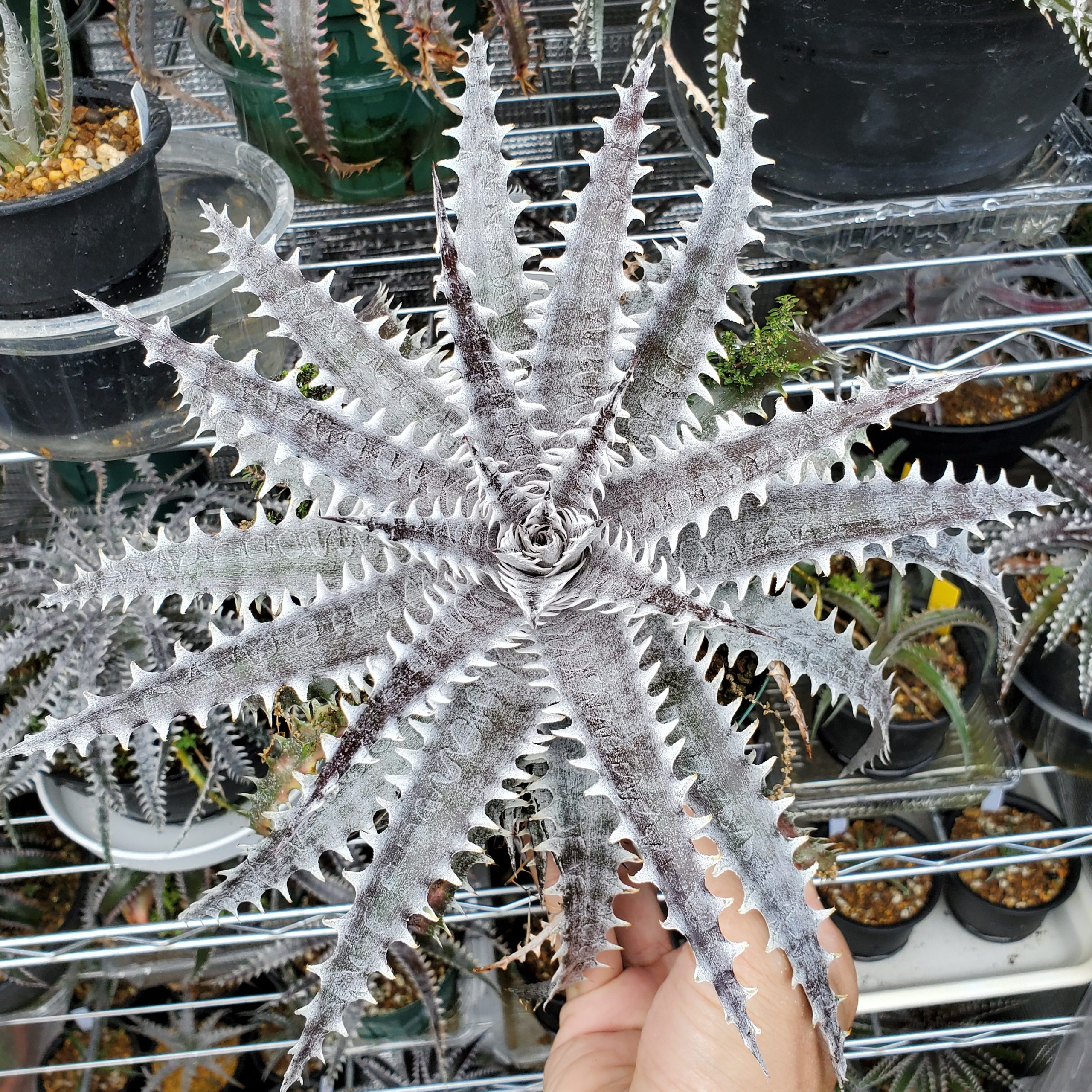 ディッキア：Dyckia ('Arizona' x 'Brittle Star' F2) x goehringii