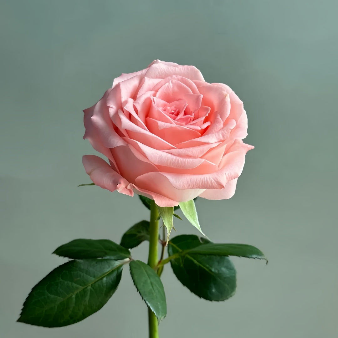 Diana Rose-戴安娜｜Chinese Cut Rose – Ergongzy Roses