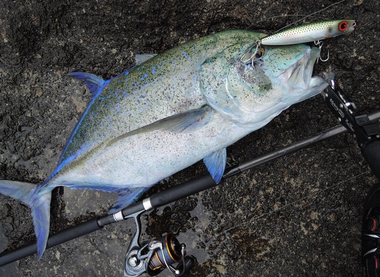 fcllabo UC11 希少モデル fcllabo UC11 希少モデル 希少】FCLLABO UC11