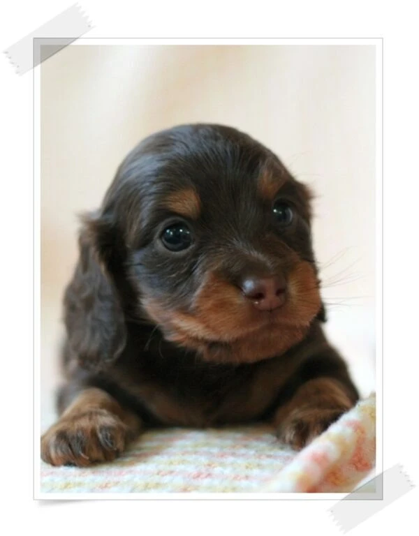 ミニチュアダックス | 仔犬紹介 | ダックスのブリーダーならFairy Ann