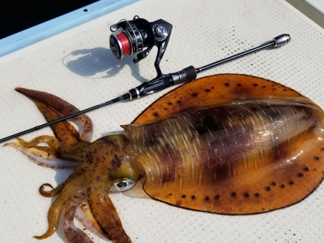 水中の様子が“見える”ティップランロッド・ティップバンTZに新モデル登場