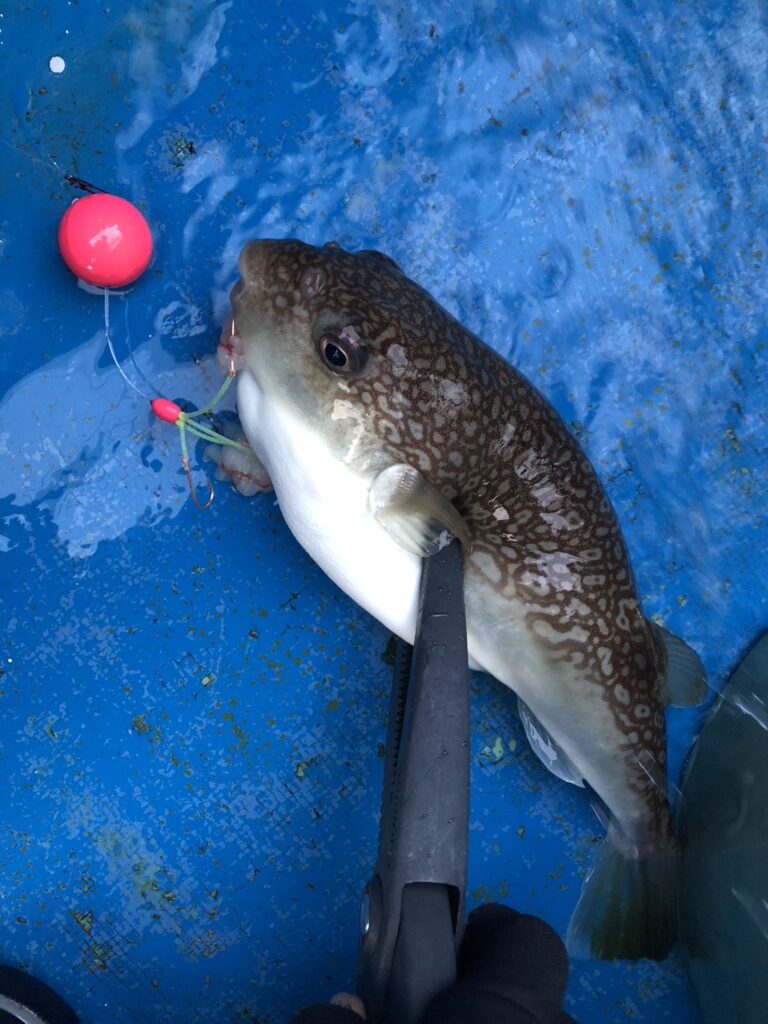 今が一番美味しい！高級魚「フグ」を求めて | フィッシングマックス