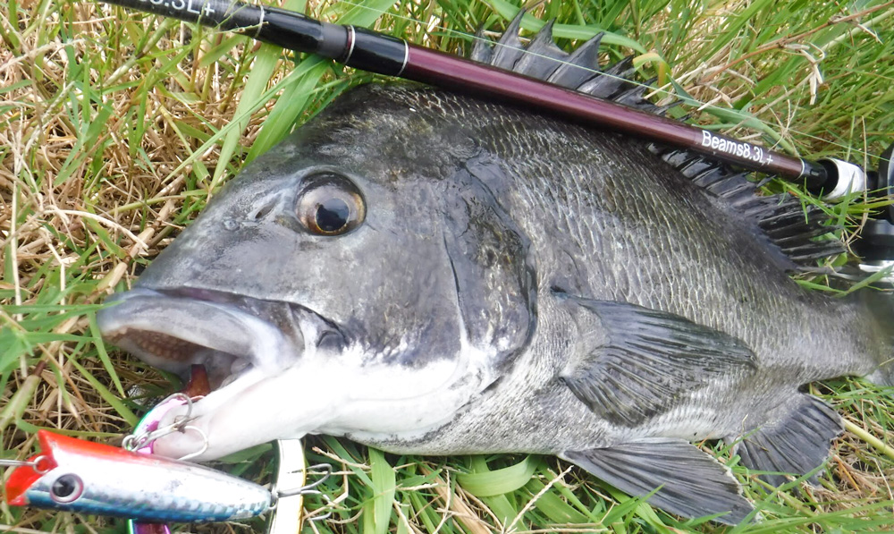 トップチヌゲーム×Beams CRAWLA8.3L＋ - Fishman（フィッシュマン）