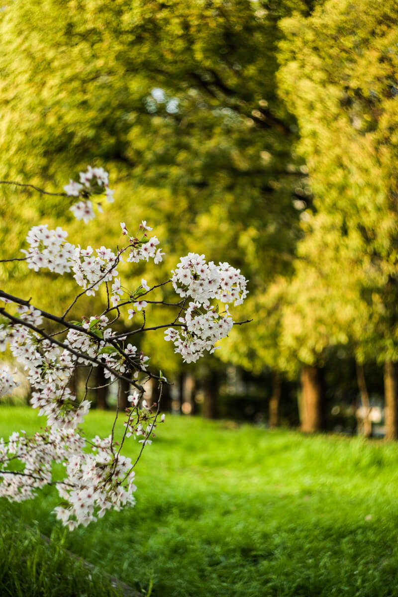 オールドレンズ入門 HELIOS 44-2 ぐるぐるボケの出し方と作例 | 日常写飯事