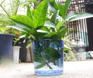 挿し木 ニオイバンマツリ 画像つき - 花と木の育て方│元気に生長