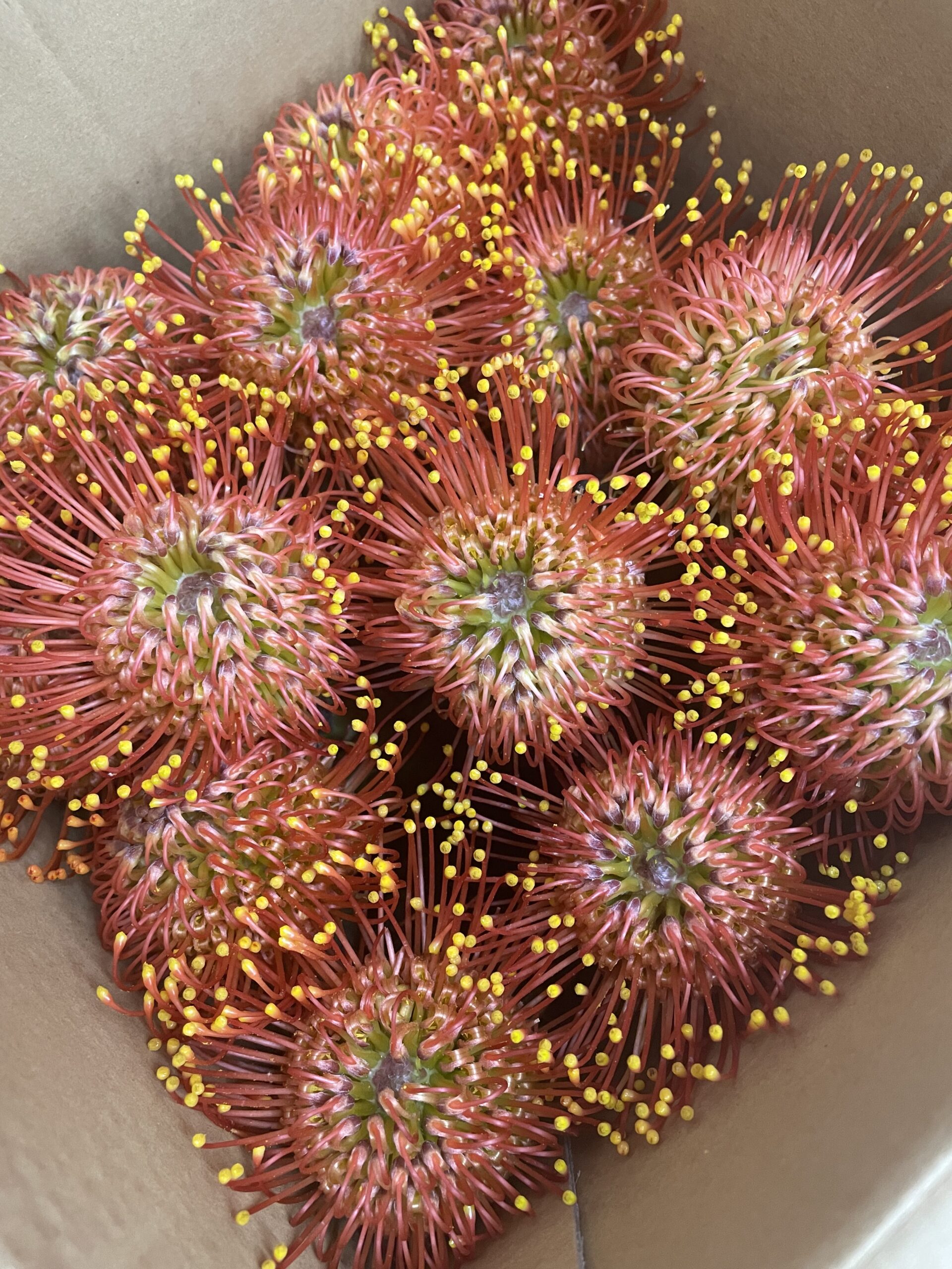 ワイルドフラワー2 - 株式会社フラワーランゲージ