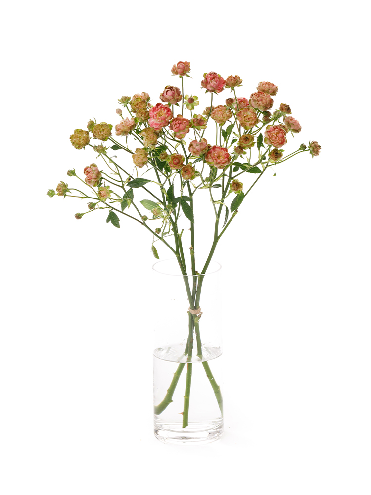 生花】スプレーバラ ラディッシュ【ピンク緑/50cm/栃木県】｜Flower