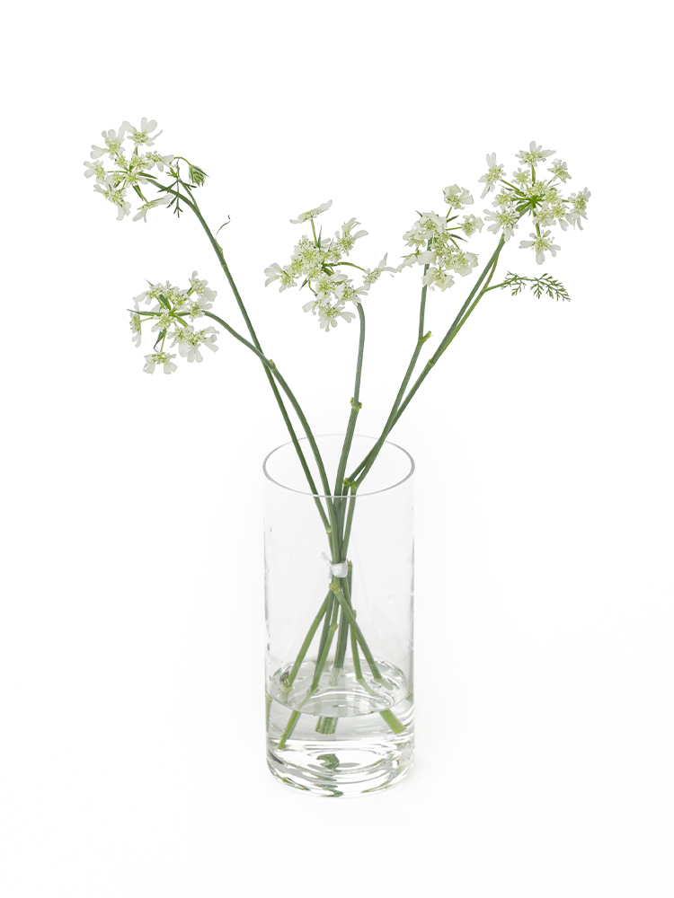 花瓶に生けられた白い花 花瓶に生けられた白い花 白い花が入った白い