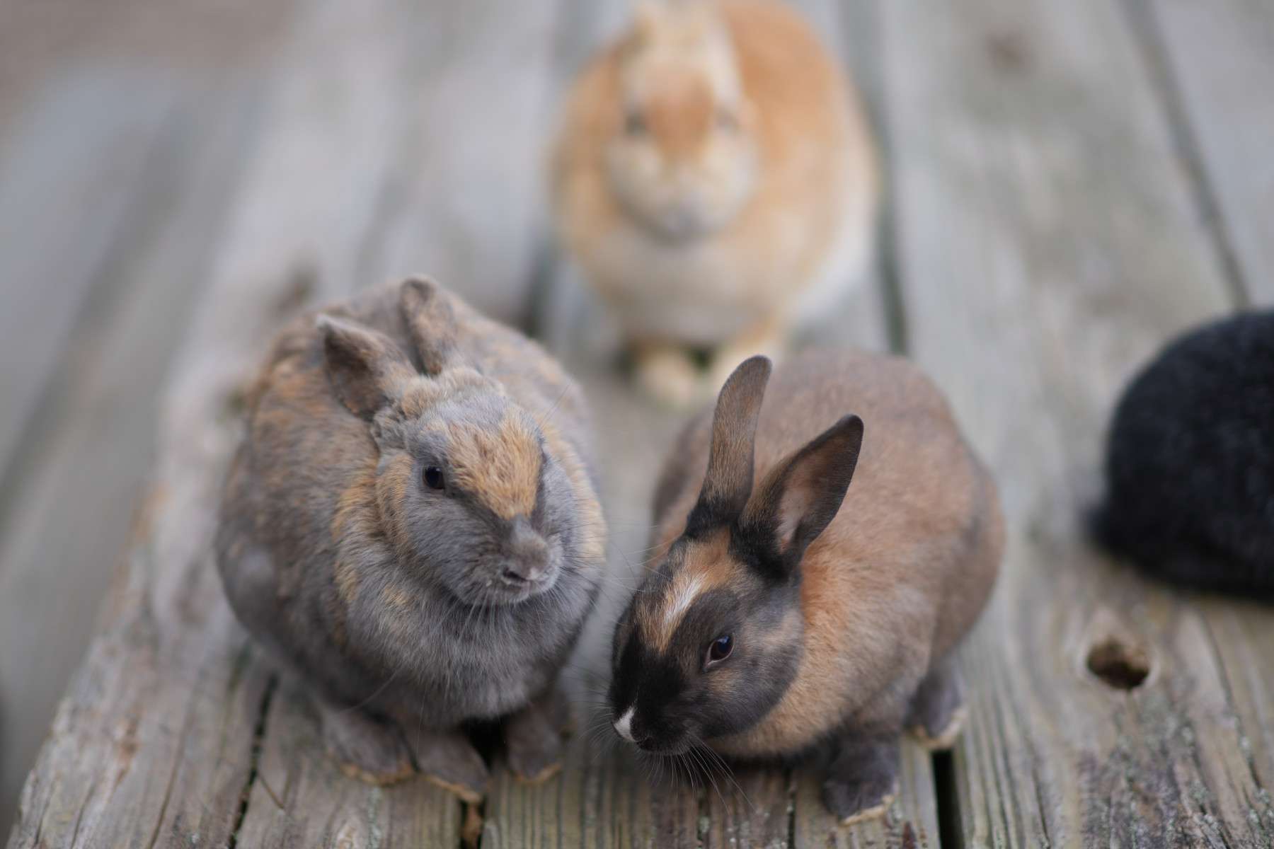 うさぎ島2025 | Flangeback.net