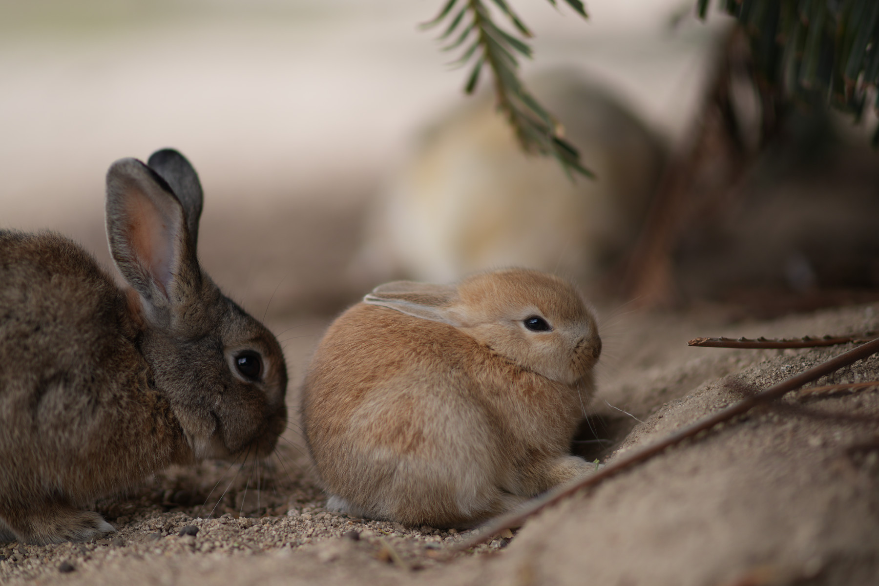 うさぎ島2025 | Flangeback.net