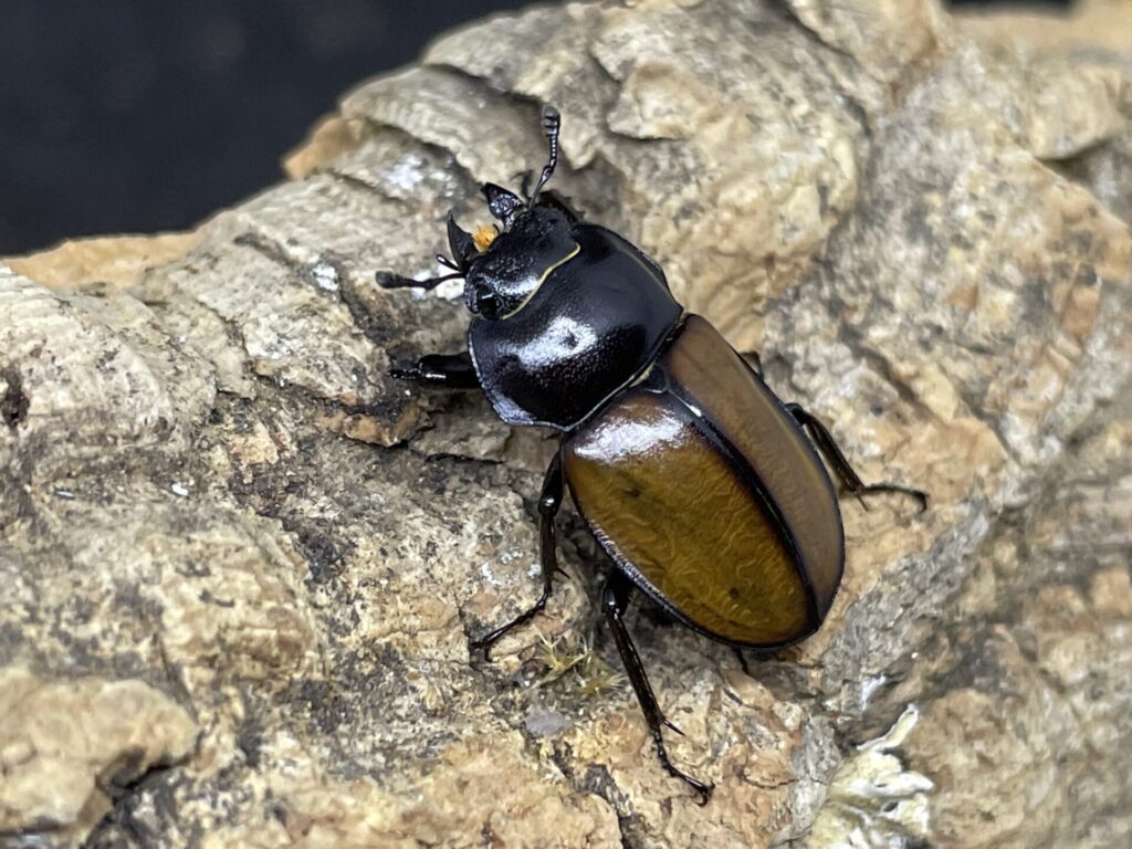 飼育情報大公開】チャイロマルバネを入手したので、産卵セットを組み