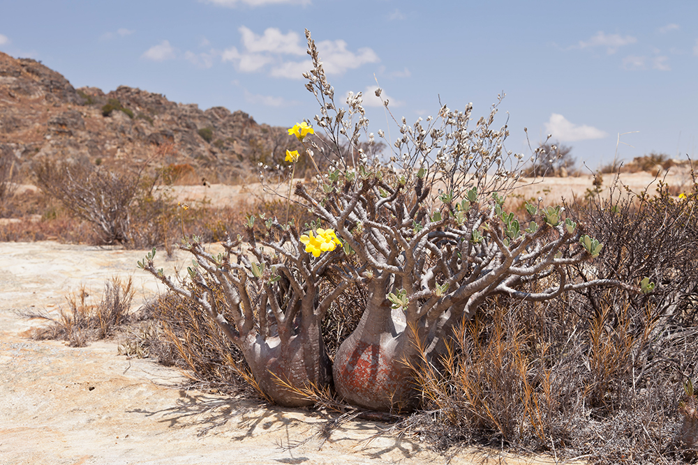 パキポディウム・グラキリス】塊根植物好きを魅了する、その秘密を徹底