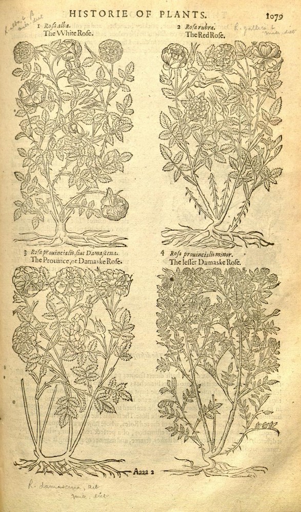 バラの育種史】ダマスクローズ～古より伝わる香りのバラ | GardenStory