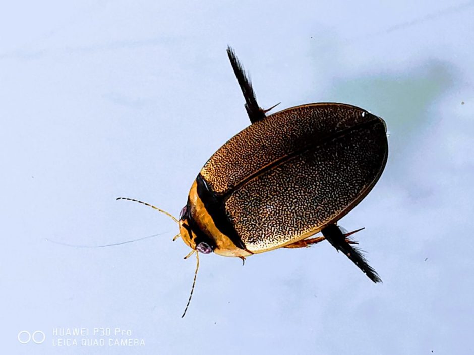 螺鈿模様が美しいマルガタゲンゴロウ！見た目はエイリアンな幼虫を飼育