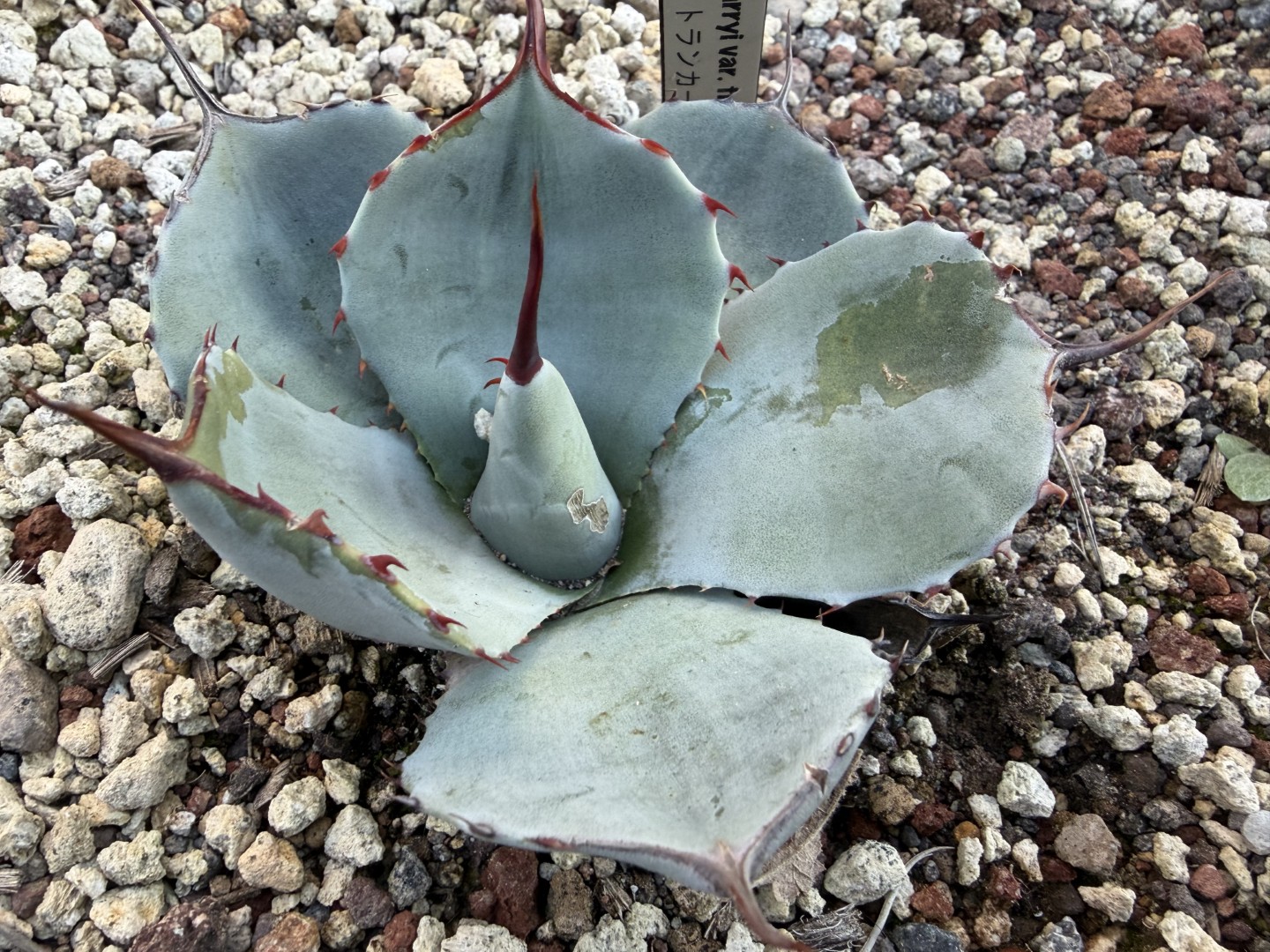 オバティフォリア アウェイクニング エンジェル