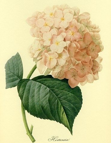 作家物 迫力 紫陽花 アジサイ 絵 絵画 72×64cm 作家物 迫力 紫陽花