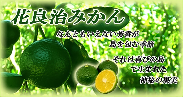 花良治(けらじ)みかん［訳あり(加工用)］＜ダンボール箱入り＞【1.3