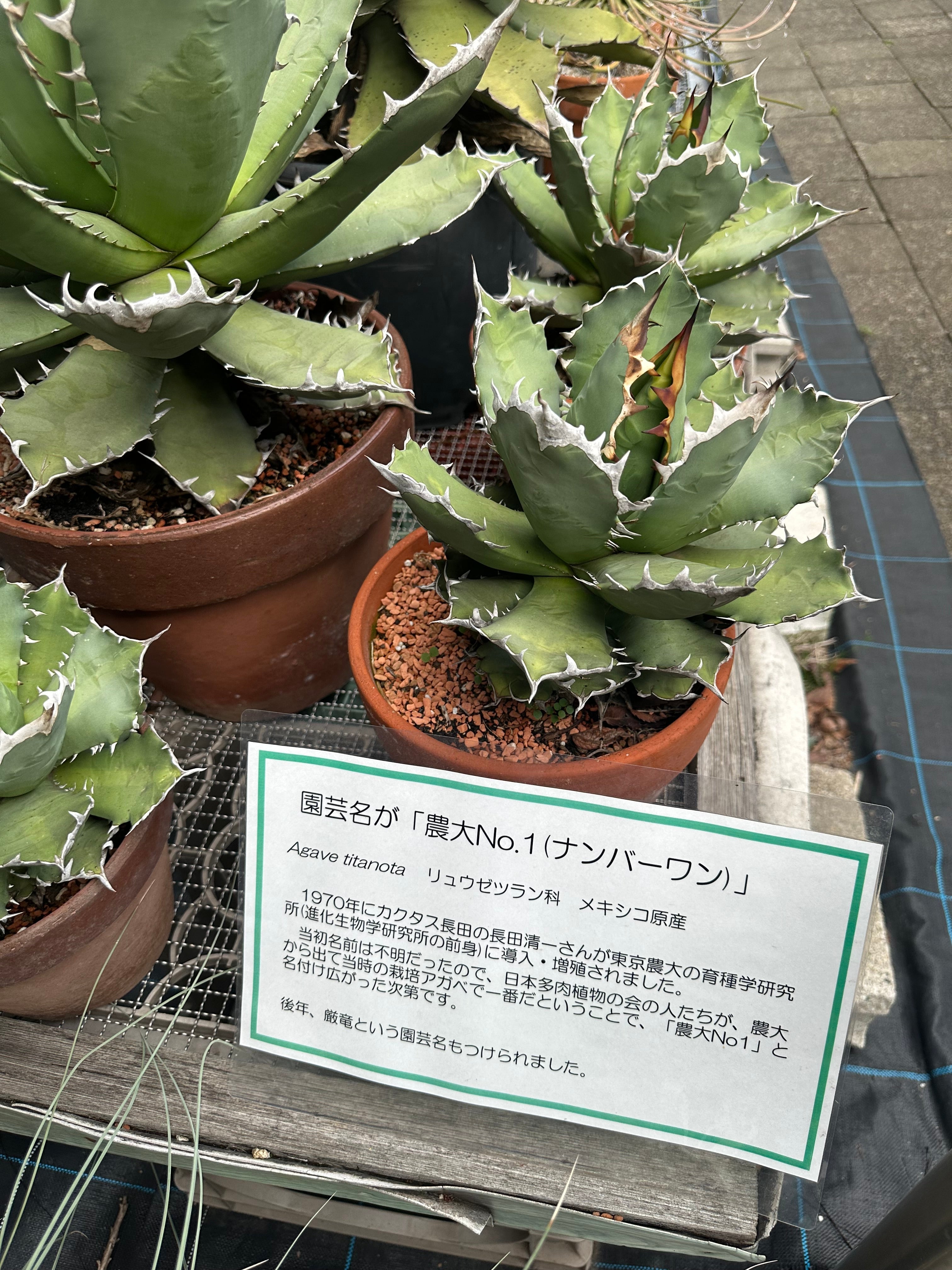 希少アガベ「農大No.1（ナンバーワン）」とは？その魅力とルーツに迫る